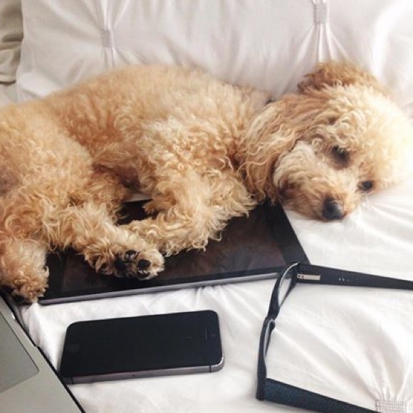 Meet your Posher, Doggie parent of Zaazou! - Picture 1 of 1